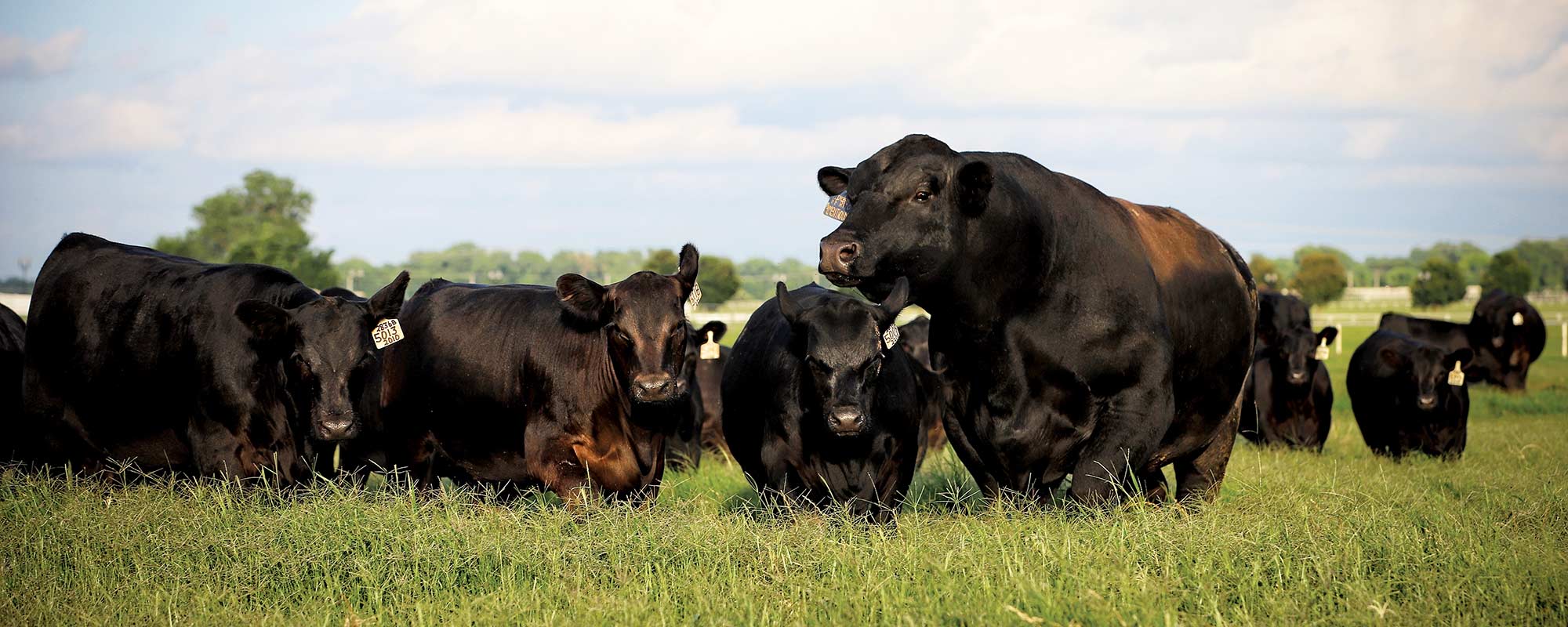 EXAR Ambitios with Calves